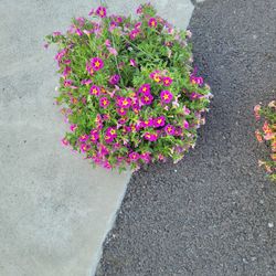 💐🪷🏵Assorted Flower Hanging Baskets And Pots🏵🌺🌼