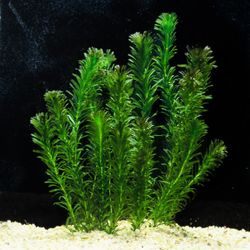 Live Aquarium Plants  Anacharis Bunches