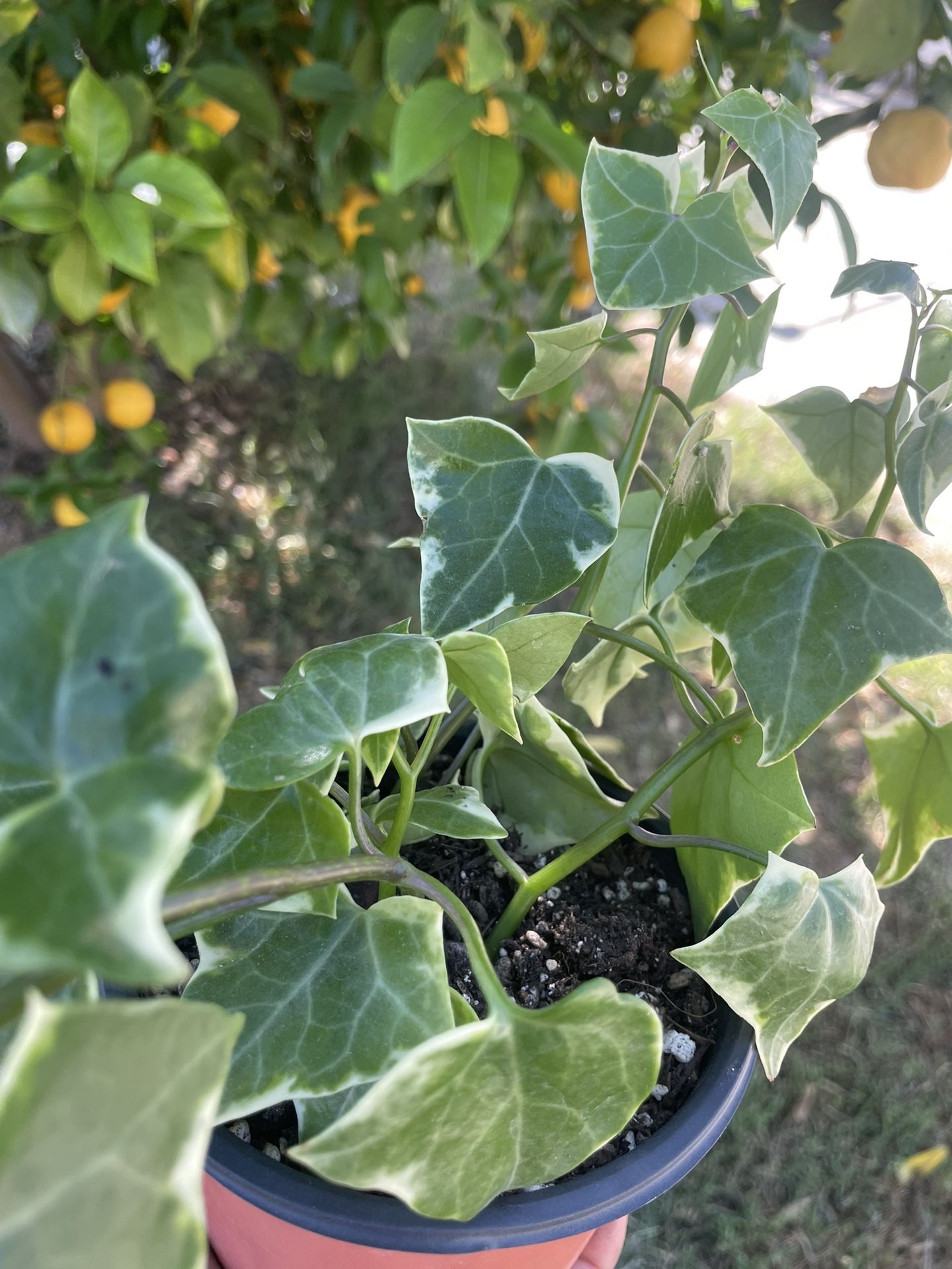 Variegated Wax Ivy Succulent