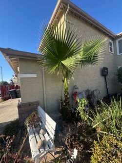 Free 6’ palm tree but needs removal