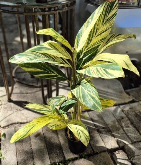 Varigated Shell Ginger Plant