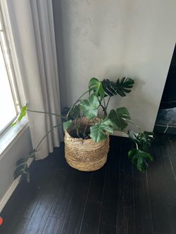 Plant with basket