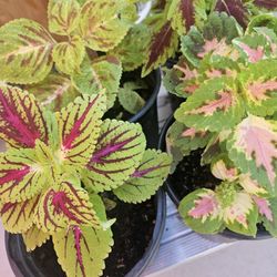 Beautiful Colorful Coleus Plants $5 Each
