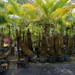 Bottle Palms