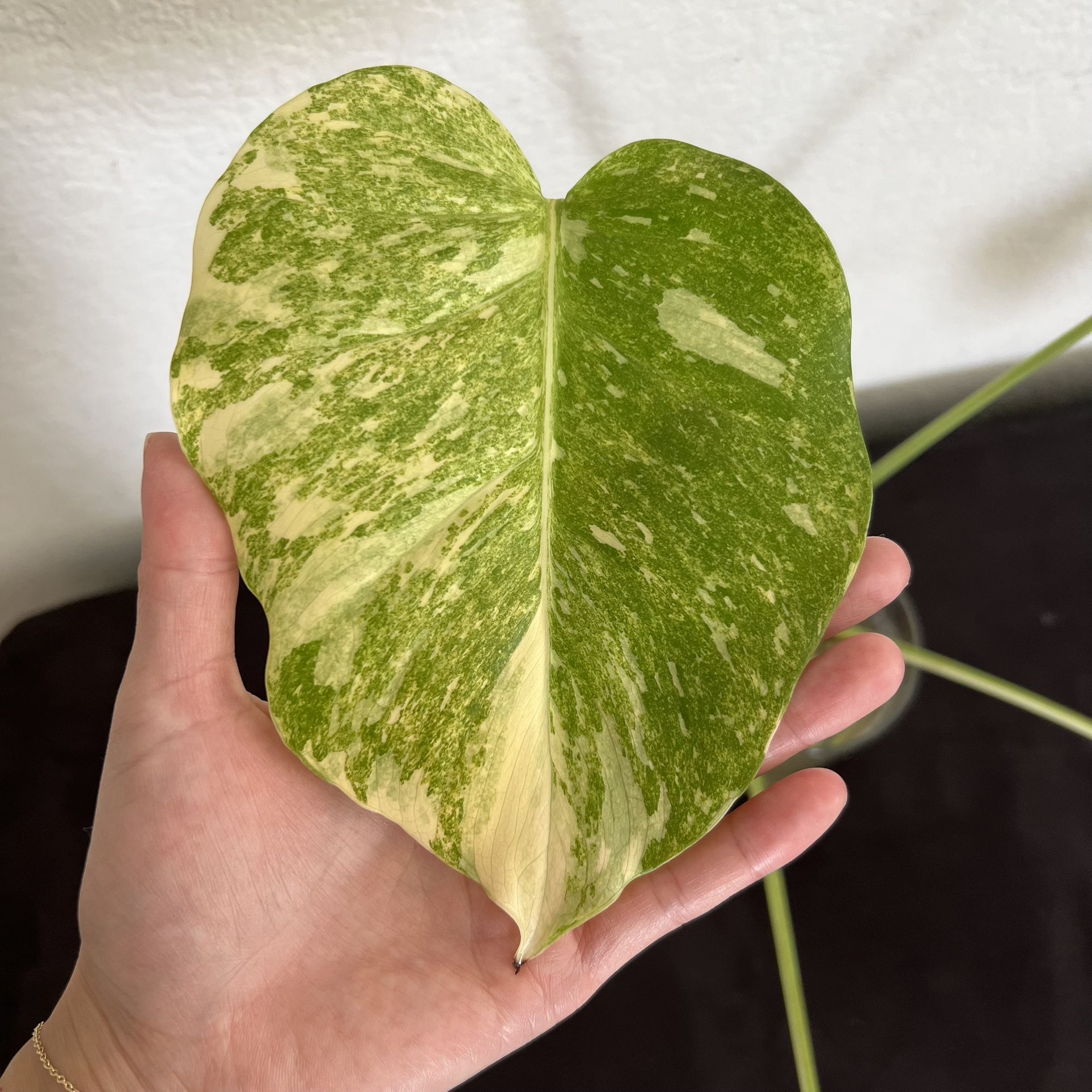 Monstera ‘Platinum’