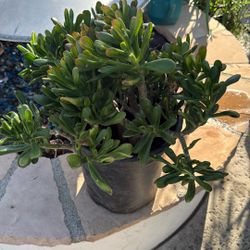 Crassula ovata 'Hobbit' or 'Gollum',