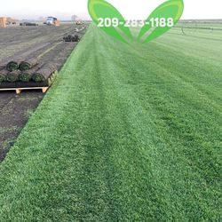 Best QUALITY Sod 