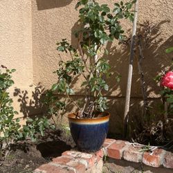 Roses Plant 