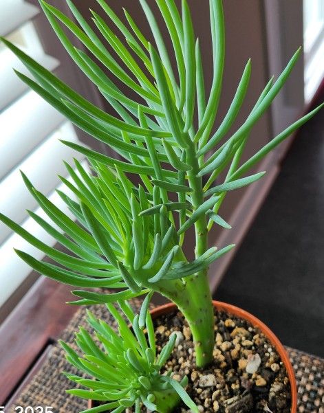 Succulent Mermaids Tail