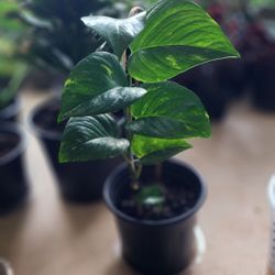 Plant - Pothos
