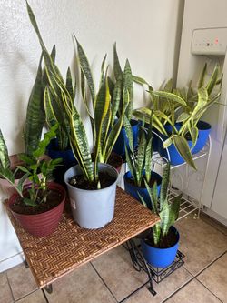Plants for sale 15 each