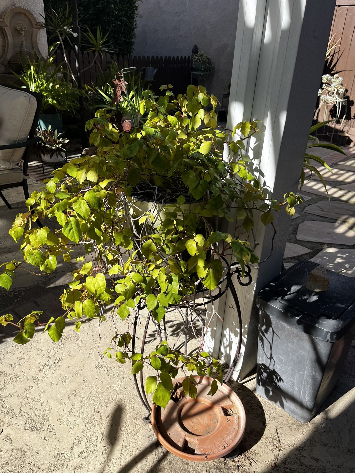 Beautiful Ivy Plant with Pot -Stand not included
