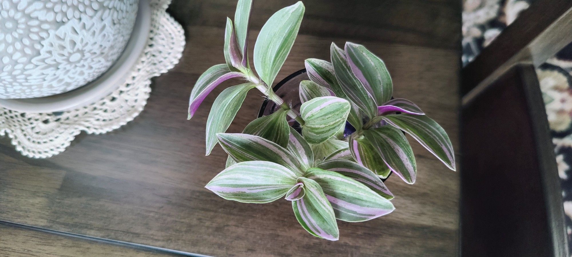 Tradescantia Nanouk