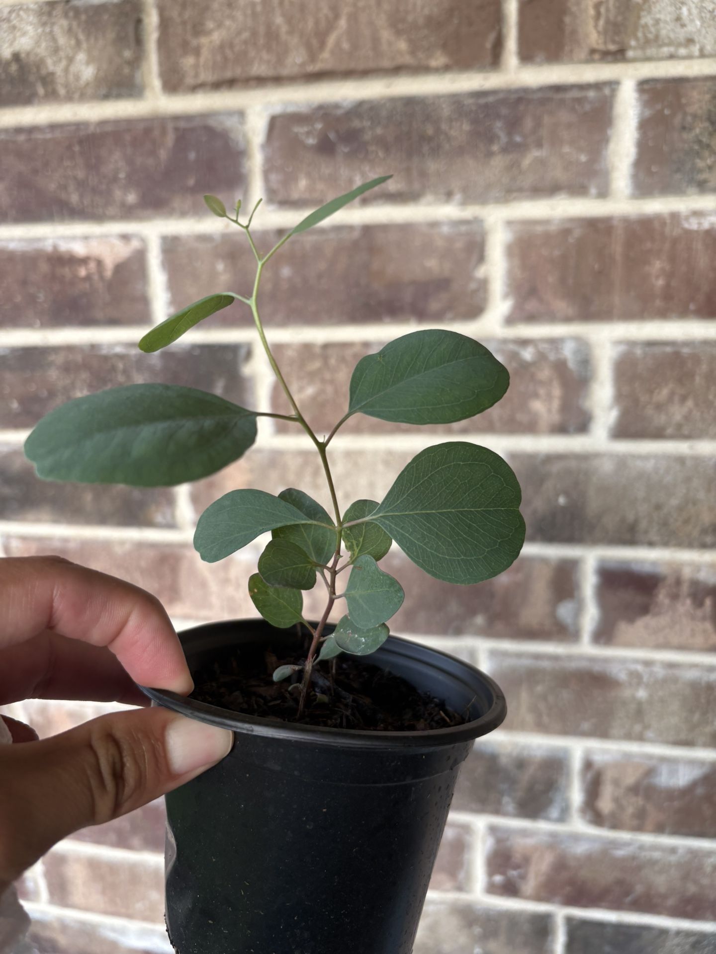 Eucalyptus
