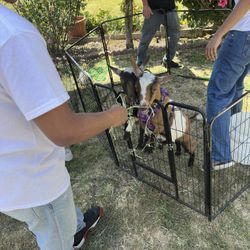 Mobile Petting Experience 
