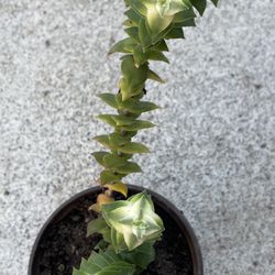 Variegated Crassula String Of Buttons