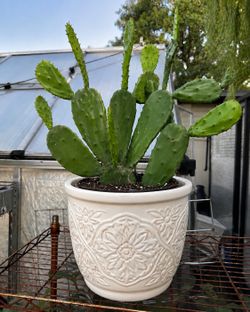 Plantas de nopales comestibles