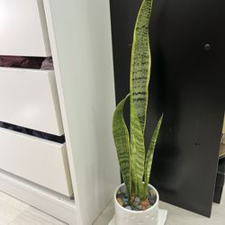 Homegrown Organic Green Snake plant In White Ceramic Pot 