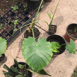 Giant Elephant Ears Plants