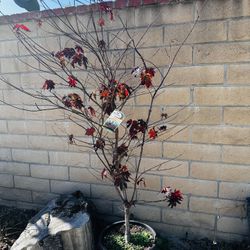 Bloodgood Japanese Maple 7ft height