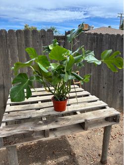 Monstera Deliciosas, $30 each