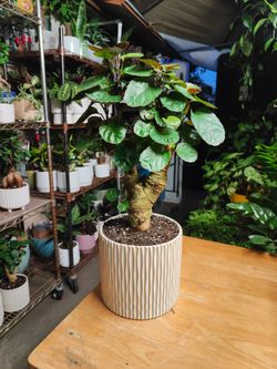 Aralia Fabian Stump Bonsai Tree