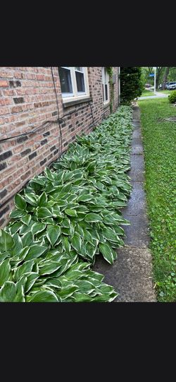 HOSTA PLANTS  $5 PER BUNCH