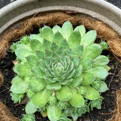Plants - Hen & Chicks (super Healthy!)