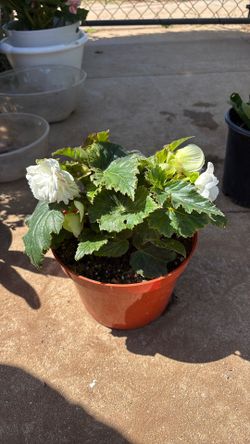 Tuberous begonia
