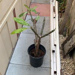 Plumeria