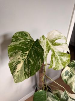Monstera albo