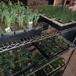 New Vegetable Plants 