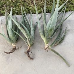 Aloe 
