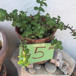 Planta De La Abundancia 