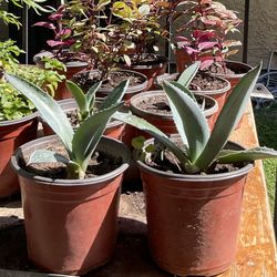 Blue Agave Plant $10