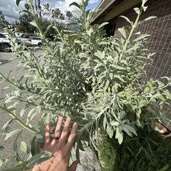White Sage Clippings (Fresh Cut) 1 Brown Grocery Bag  $10