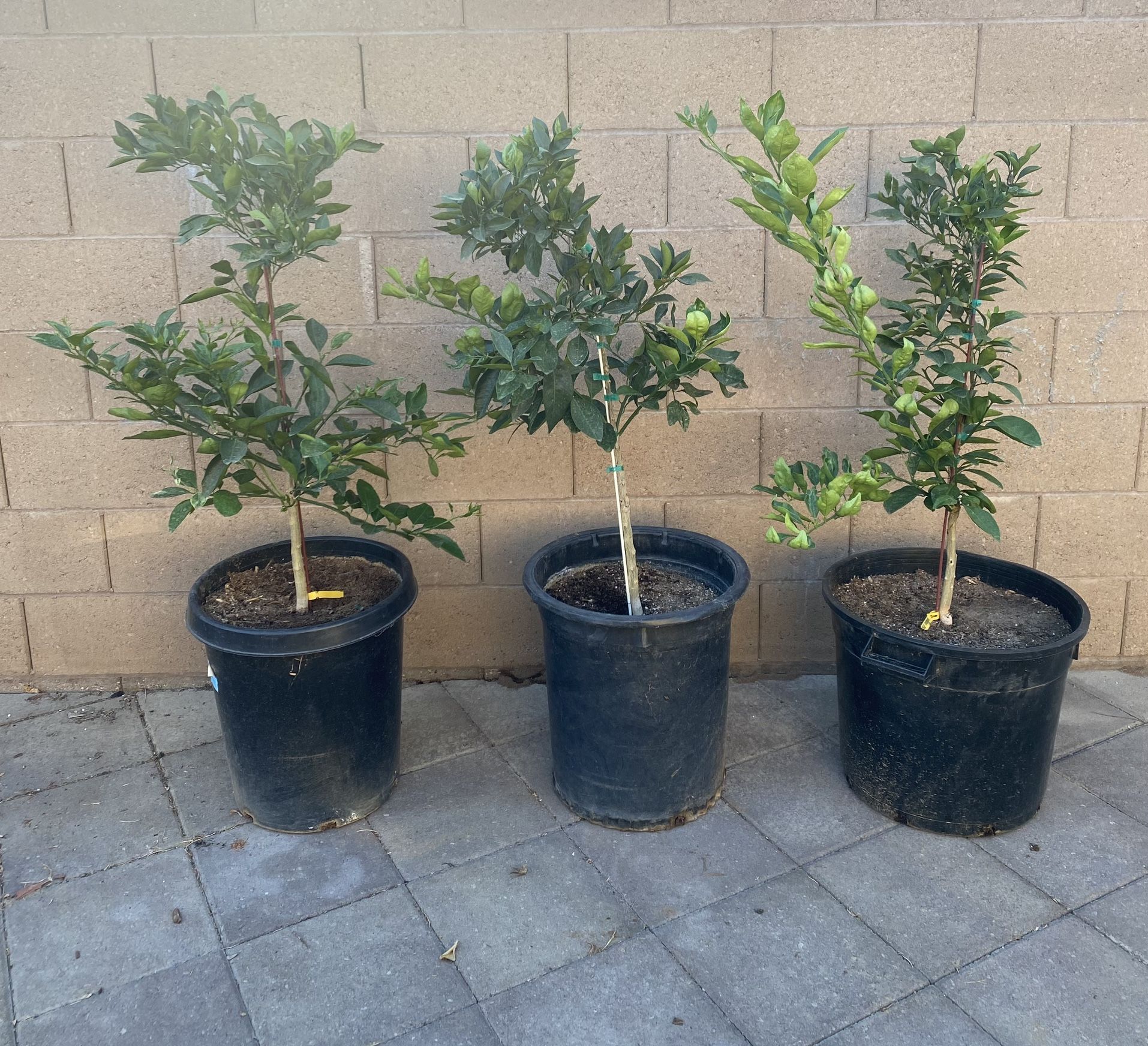 Grafted Cara Cara Navel Orange Trees for Sale in Woodlake, CA OfferUp