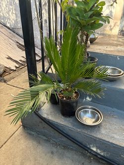 Small Potted Palm Plant