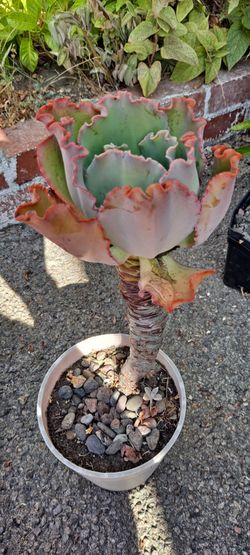 succulent plants