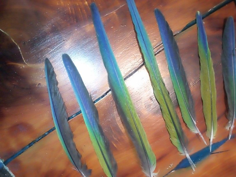 Real Parrot Feathers 