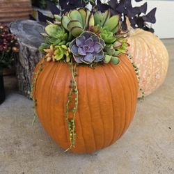 Large Orange Succulent Pumpkin Arrangement 