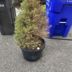 Evergreen Tree In 10 Gallon Plastic Pot.