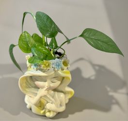 Cebu Blue Pothos in “Speak No Evil” Beauty Planter