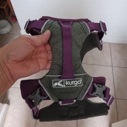 Dogs  harness.