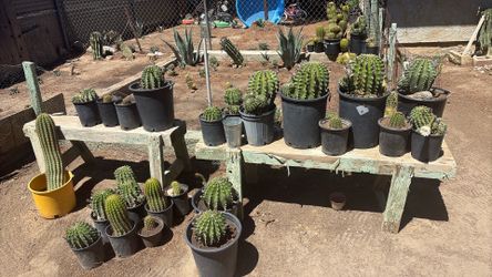 Plants