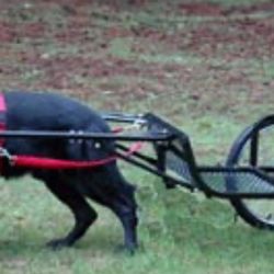 Dog/goat cart. Great for any large dog to get proper exercise