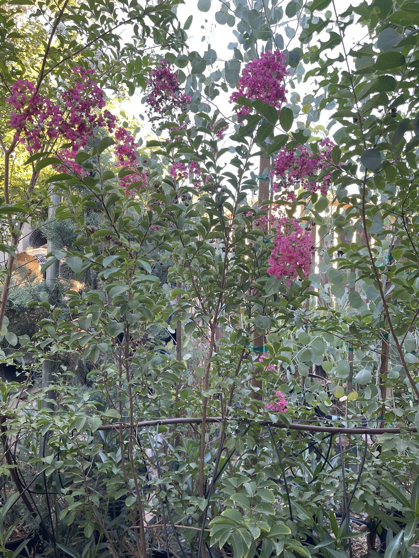 Crape Myrtles 15 Gallon $65 Each,All Products : American Fashion Style Bags On Sale