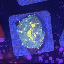 Orange Rhodactis Mushroom Display Model