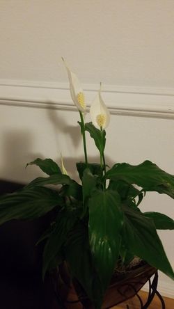 White Premium Sympathy Peace Lily - Indoor Plants House