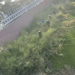 Yard Clean Up 
